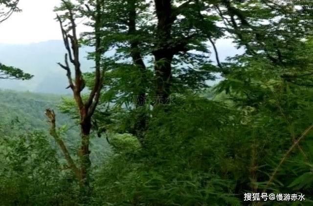 我要当大触